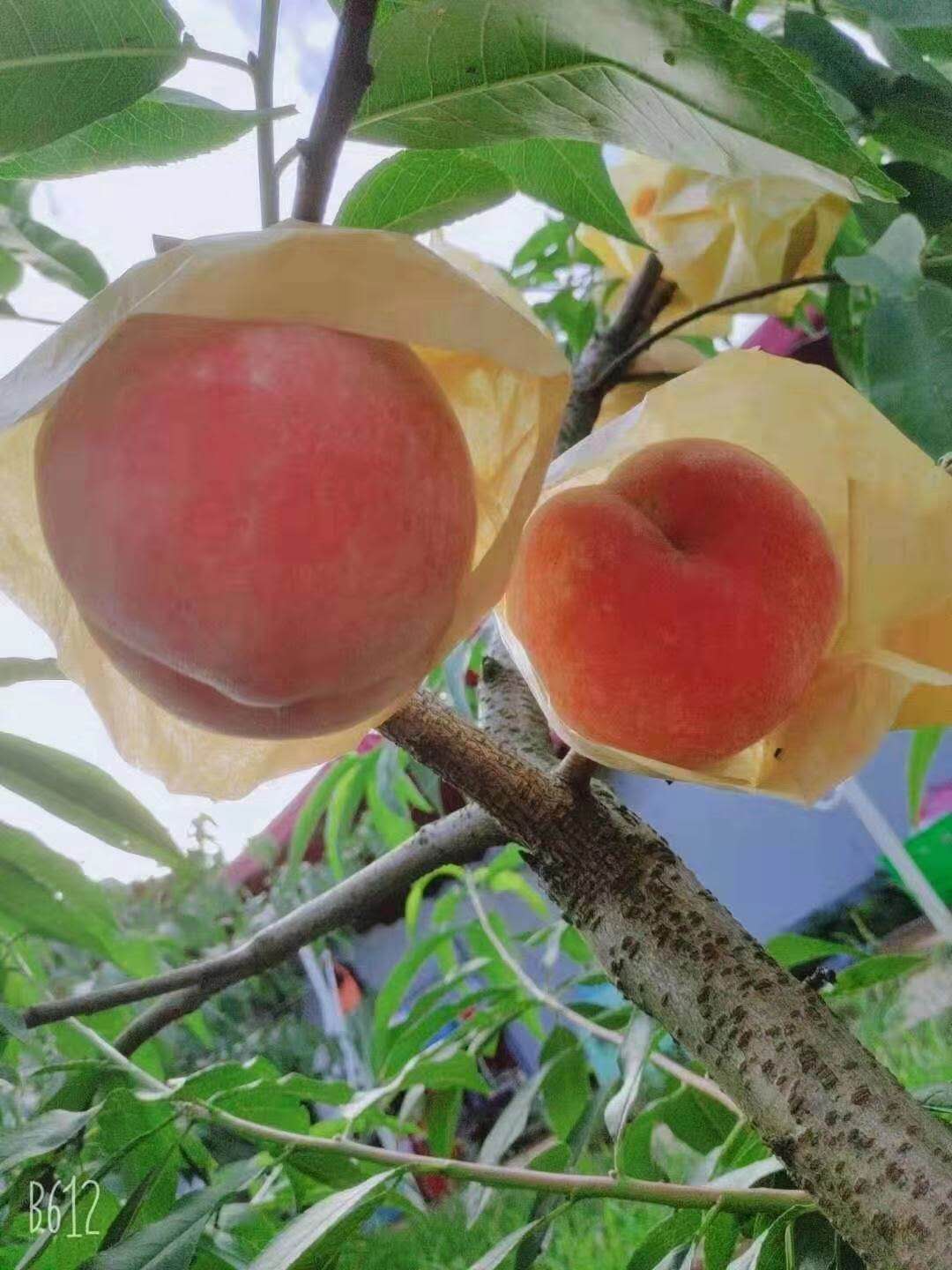 成都桃子树苗种植技术,成都桃子树苗报价