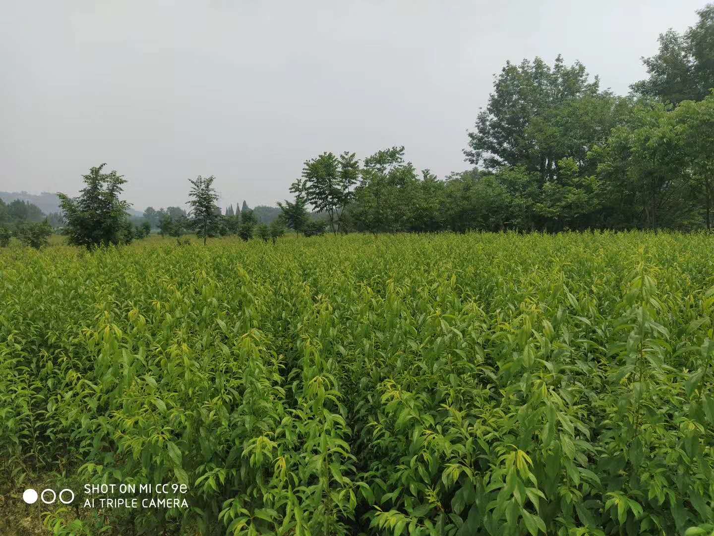 重慶奉節(jié)桃子苗批發(fā)基地,重慶奉節(jié)桃子苗苗圃