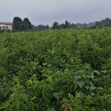 湖南湘西桃子树苗种植技术,湖南湘西桃子树苗报价图片