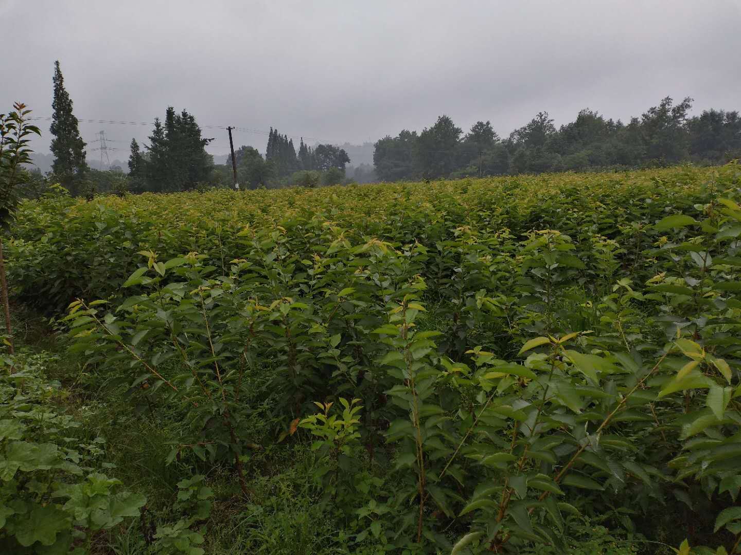 云南文山桃子树苗种植技术,云南文山桃子树苗销售