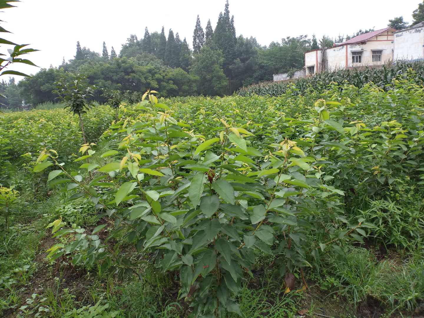 重庆开县桃子树苗批发基地,重庆开县桃子树苗出售