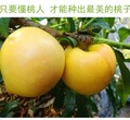 重庆万州桃子树苗品种介绍,重庆万州桃子树苗那里好图片