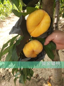 重庆万州桃子树苗新品种价格,重庆万州桃子树苗销售