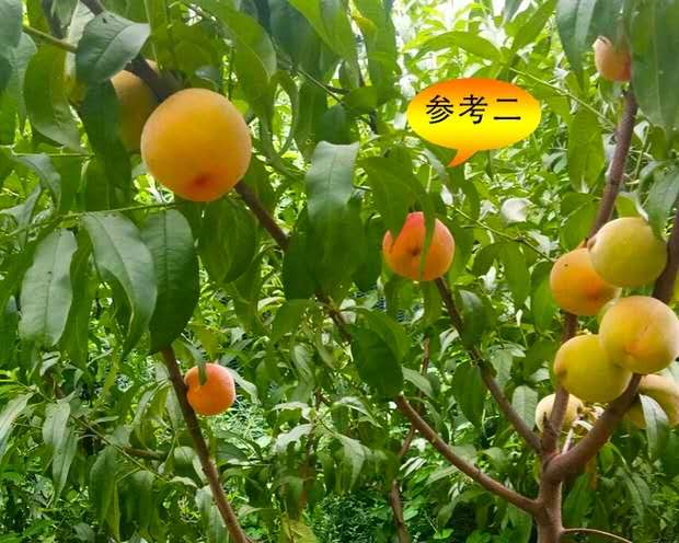 重庆涪陵桃子苗品种,重庆涪陵桃子苗出售