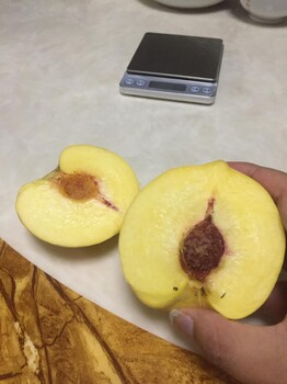 遂寧桃子樹苗批發(fā)基地,遂寧桃子樹苗苗圃