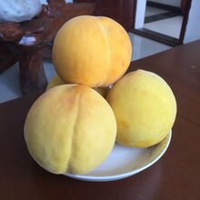 眉山桃子树苗优良品种,眉山桃子树苗销售图片