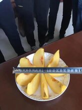 重庆双桥桃树苗种植技术,重庆双桥桃树苗供应图片