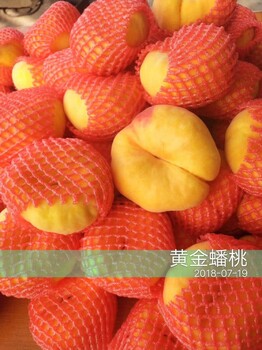 湖北武漢桃子樹苗求購,湖北武漢桃子樹苗批發(fā)