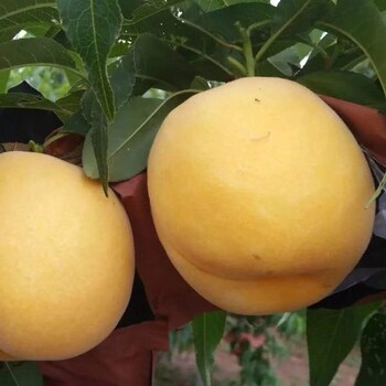 桃子樹苗批發(fā),浙江金華桃子樹苗