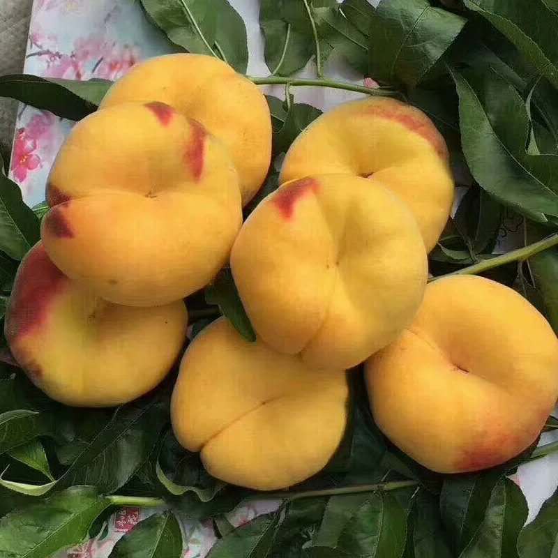 桃子苗供應(yīng),重慶合川桃子苗