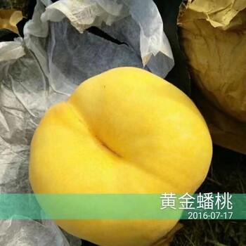 貴州六盤水桃子樹苗求購,貴州六盤水桃子樹苗貨源