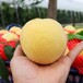 安徽和县桃子树苗多少钱一棵,安徽和县桃子树苗批发