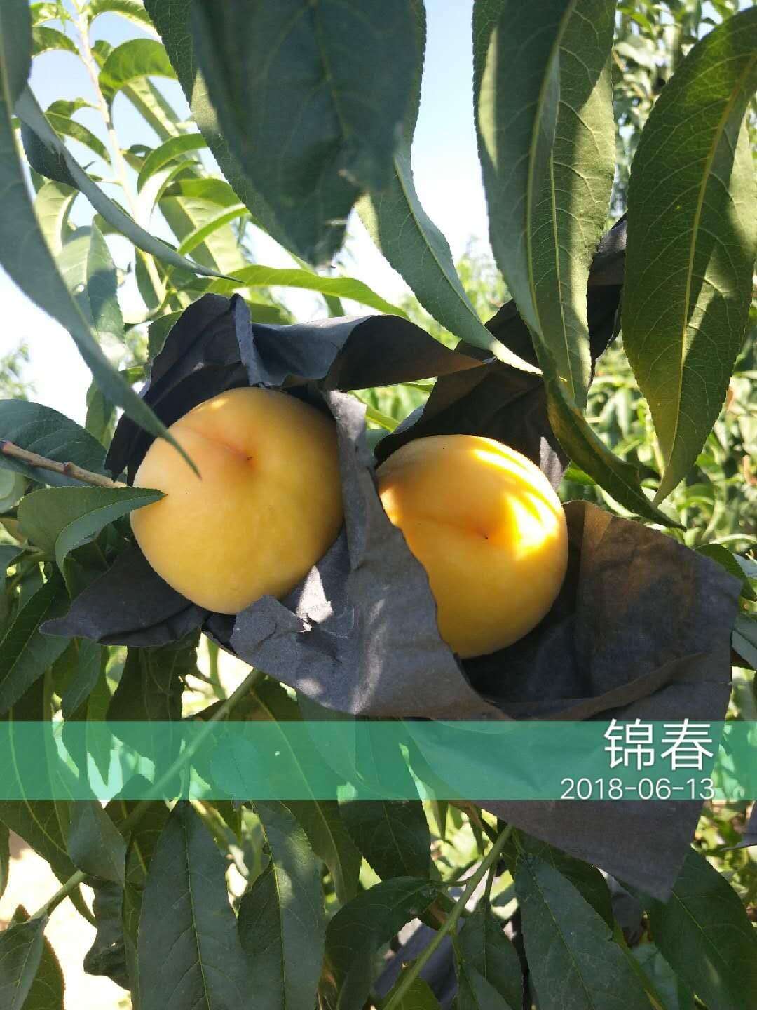 重庆永川桃子树苗品种介绍,重庆永川桃子树苗供应