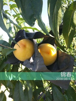 重庆双桥桃子苗种植技术,重庆双桥桃子苗出售