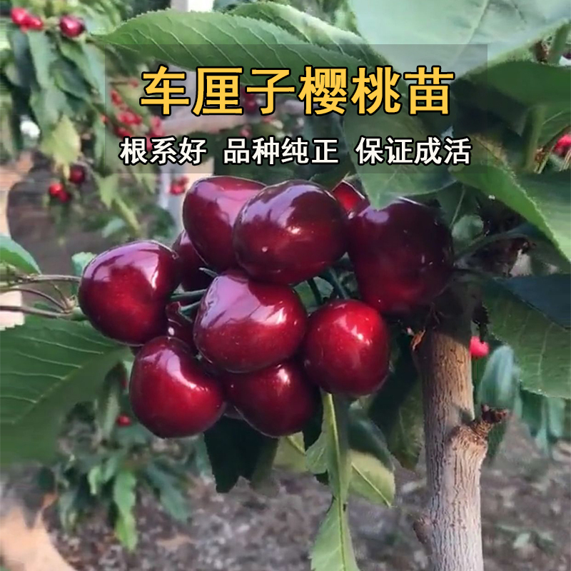 貴州車(chē)?yán)遄訕?shù)苗種植技術(shù),貴州車(chē)?yán)遄訕?shù)苗苗圃
