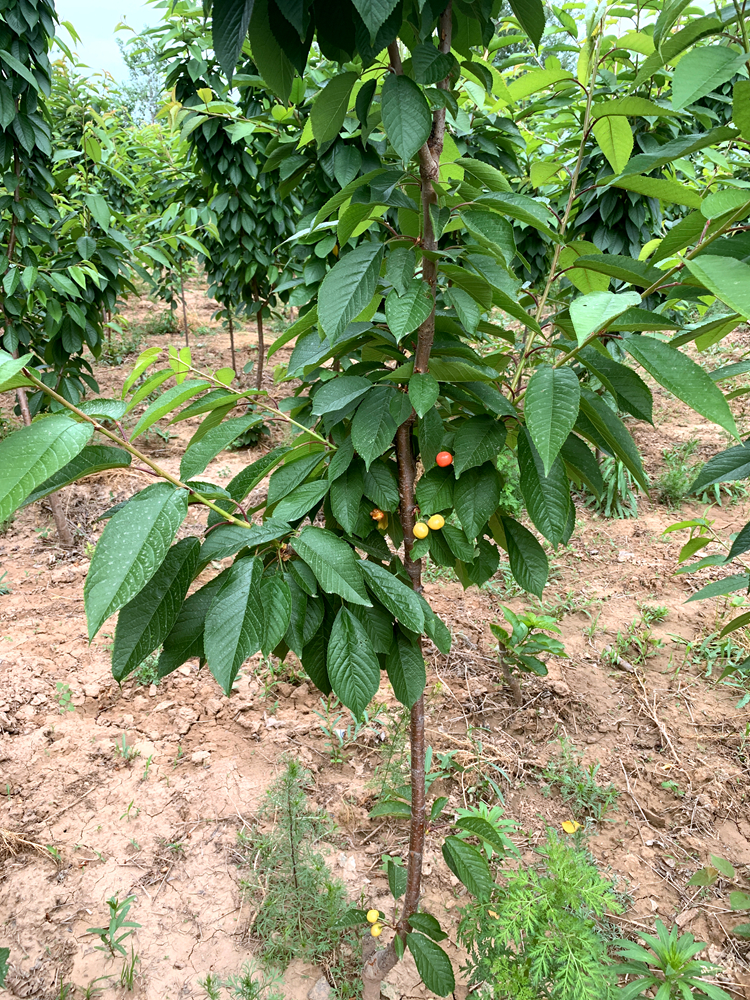 江苏车厘子树苗品种,江苏车厘子树苗出售