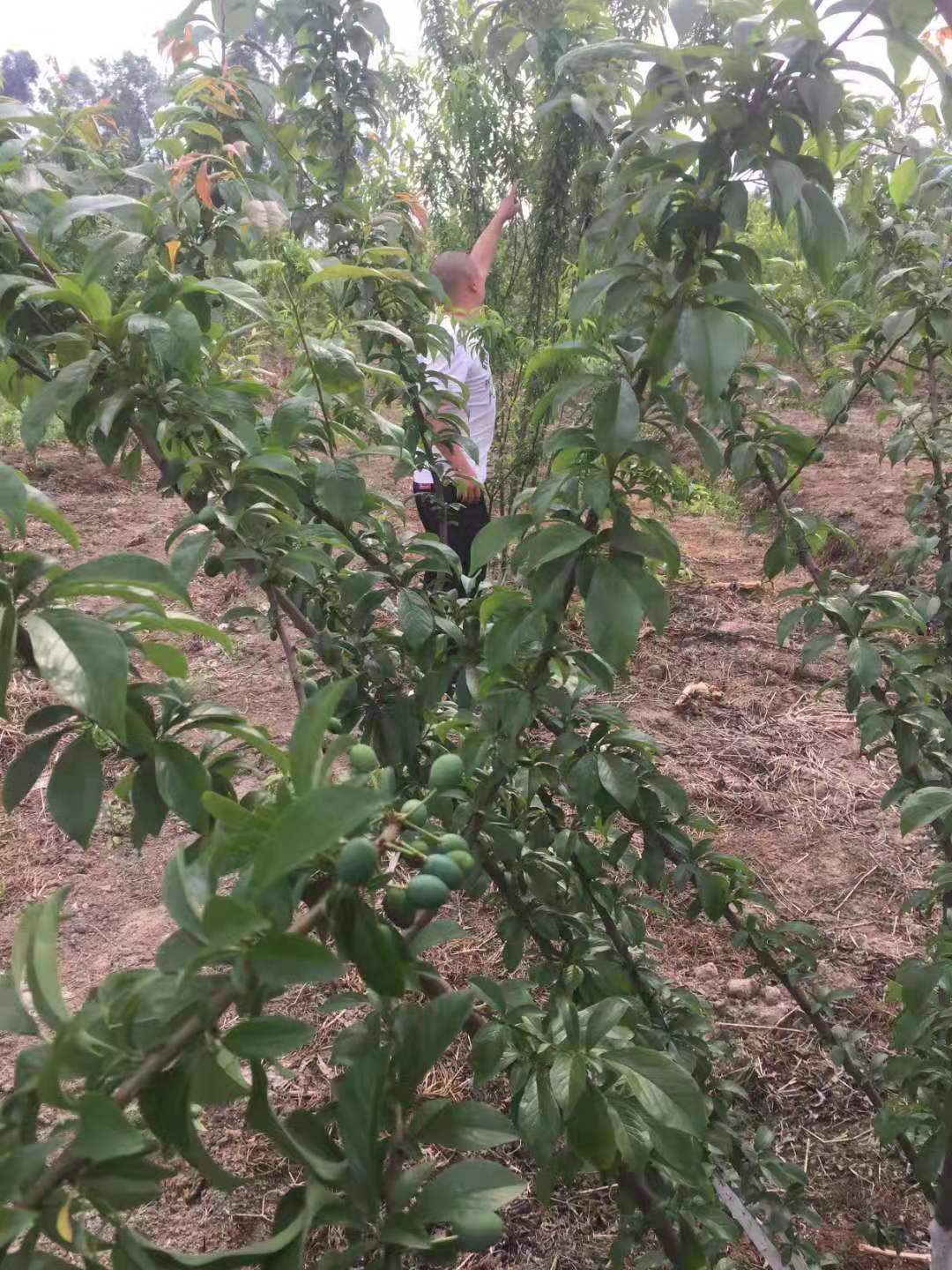 福建车厘子树苗品种介绍,福建车厘子树苗苗圃