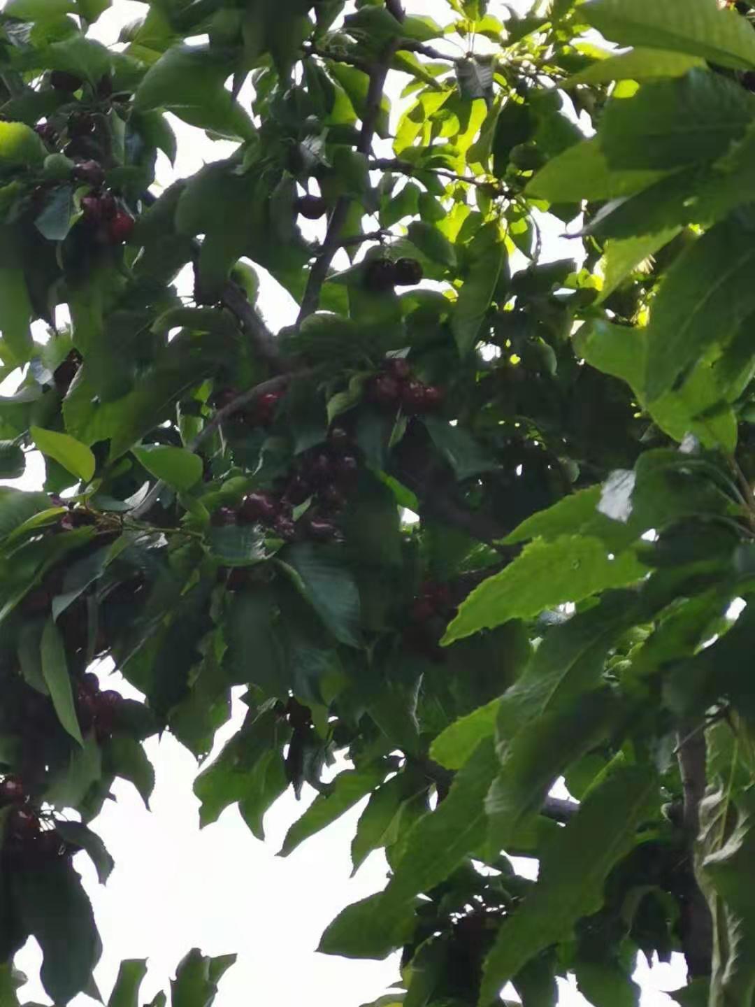 浙江车厘子树苗多少钱一根,浙江车厘子树苗销售