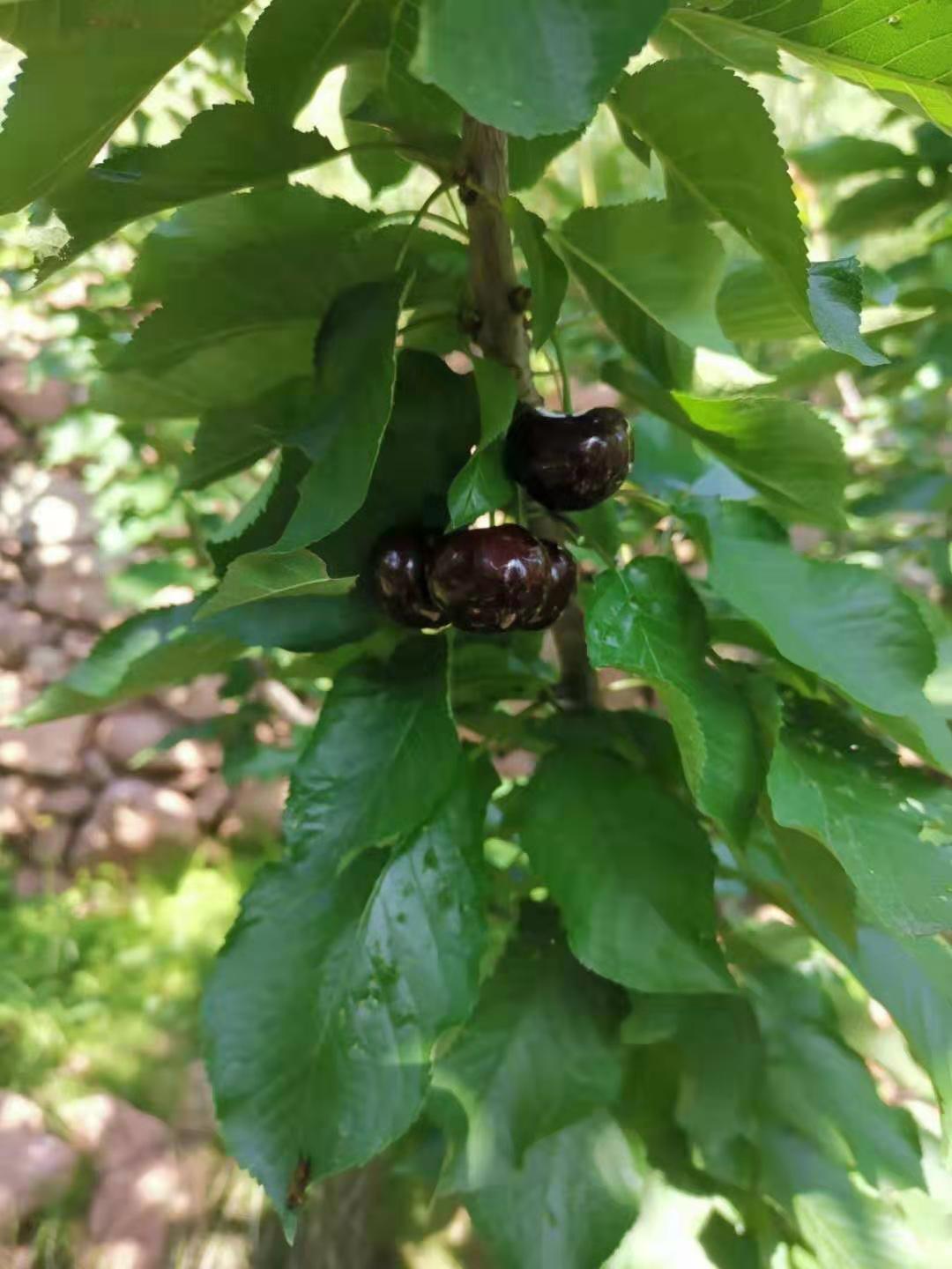 新疆车厘子树苗种植技术,新疆车厘子树苗供应