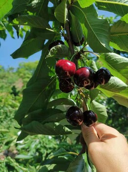 辽宁车厘子树苗种植技术,辽宁车厘子树苗苗圃