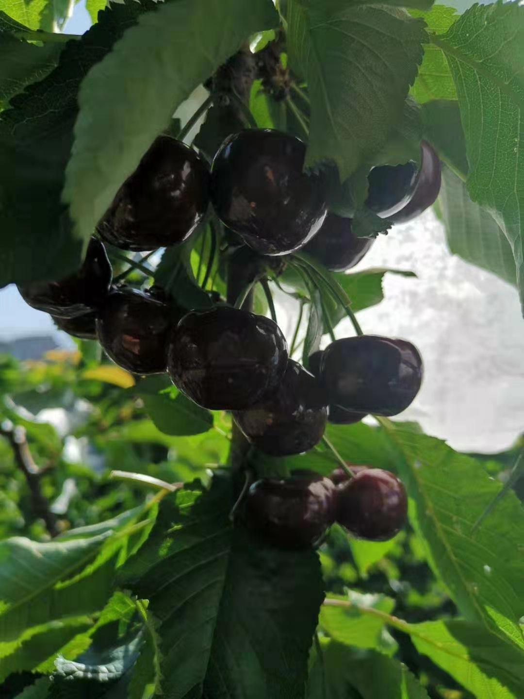 广东车厘子树苗种植技术,广东车厘子树苗销售