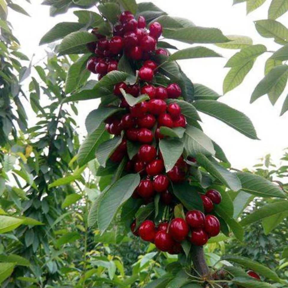 辽宁车厘子树苗种植技术,辽宁车厘子树苗苗圃