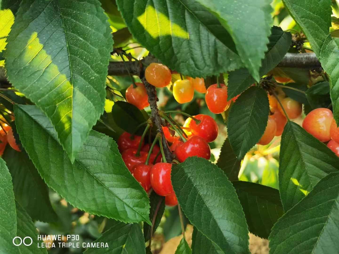 浙江车厘子树苗品种介绍,浙江车厘子树苗那里好