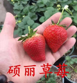 正阳日本红丰草莓苗基地