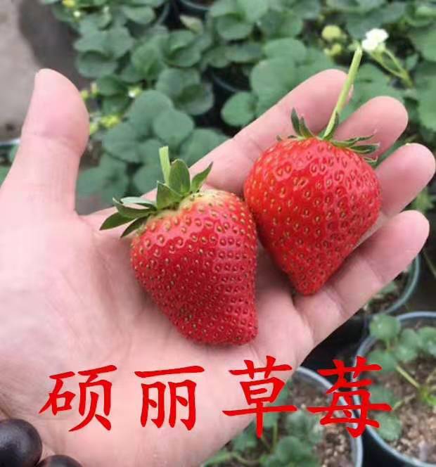 杜克拉草莓苗价格便宜，全草莓苗根系发达