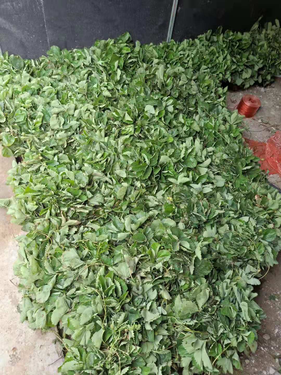 磐安港豐草莓苗價(jià)格