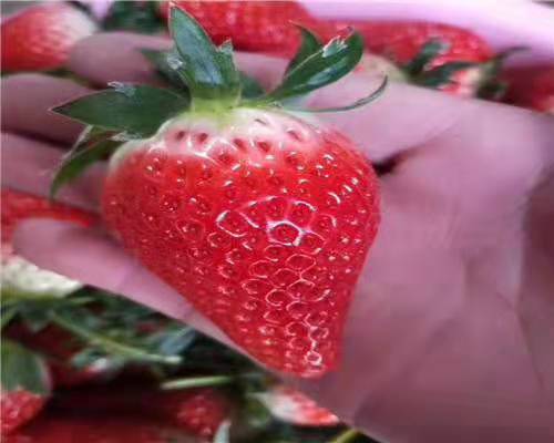 金莓草莓苗價格便宜，雪蜜草莓苗