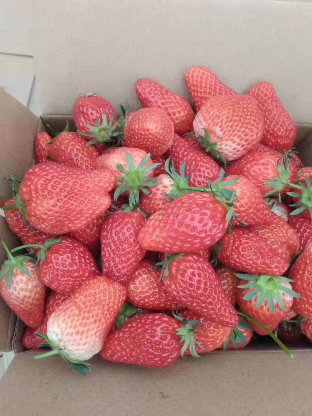 杜克拉草莓苗新品種上市，荷蘭大草莓草莓苗優(yōu)良品種