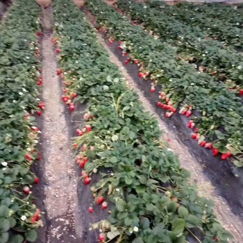 龍華山街道紅珍珠草莓苗基地