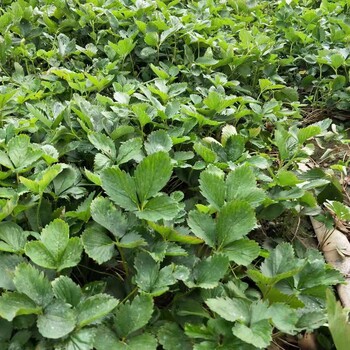 贊皇達(dá)斯羅草莓苗成活率高