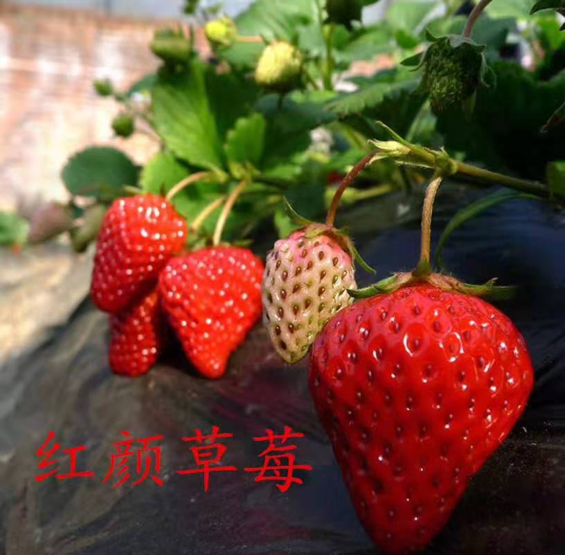 粉红熊猫草莓苗新品种上市，全草莓苗成活率高
