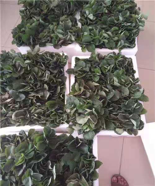 新星1號草莓草莓苗種苗供應(yīng)基地