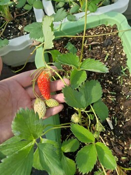 美十三草莓苗種苗品種