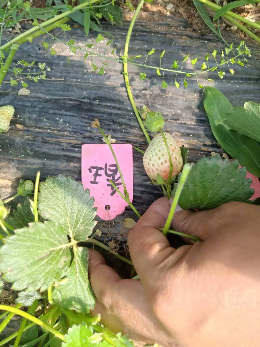 澤州津美22號(hào)草莓苗出售