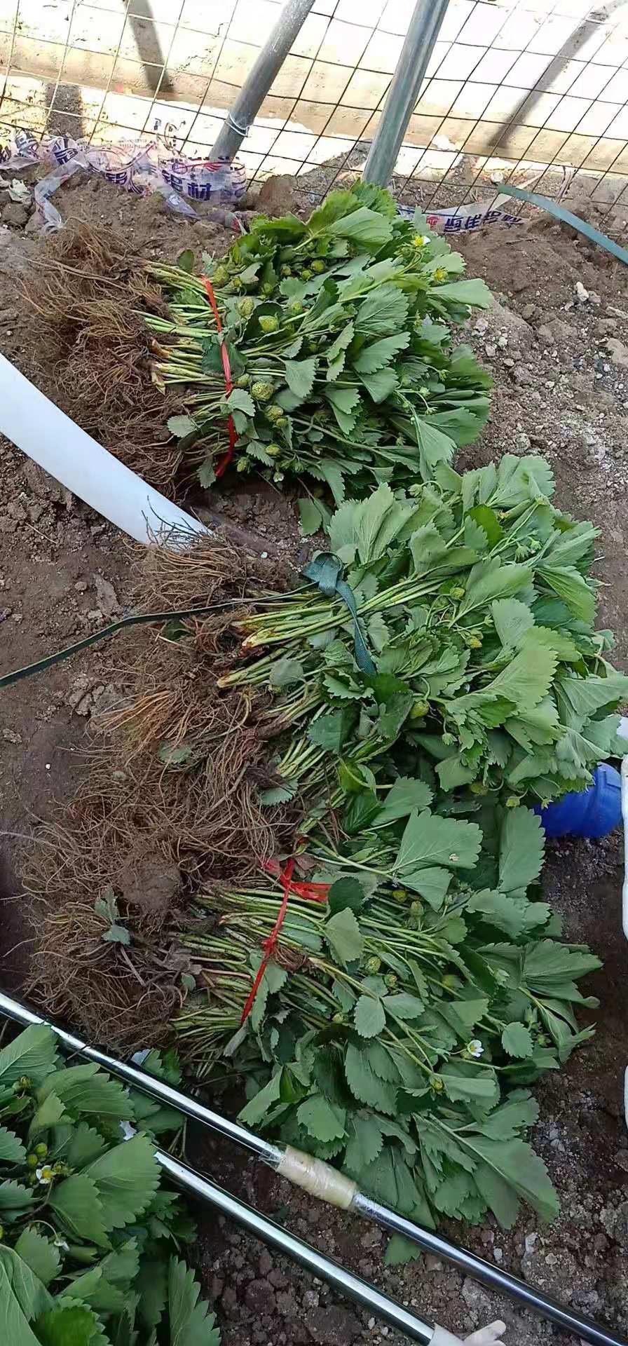 茄子河區(qū)莓寶草莓苗出售