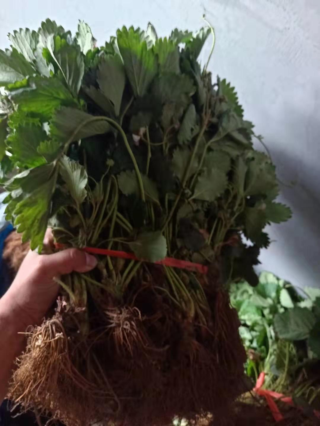 金莓草莓苗批發(fā)價(jià)格，新星1號(hào)草莓草莓苗批發(fā)