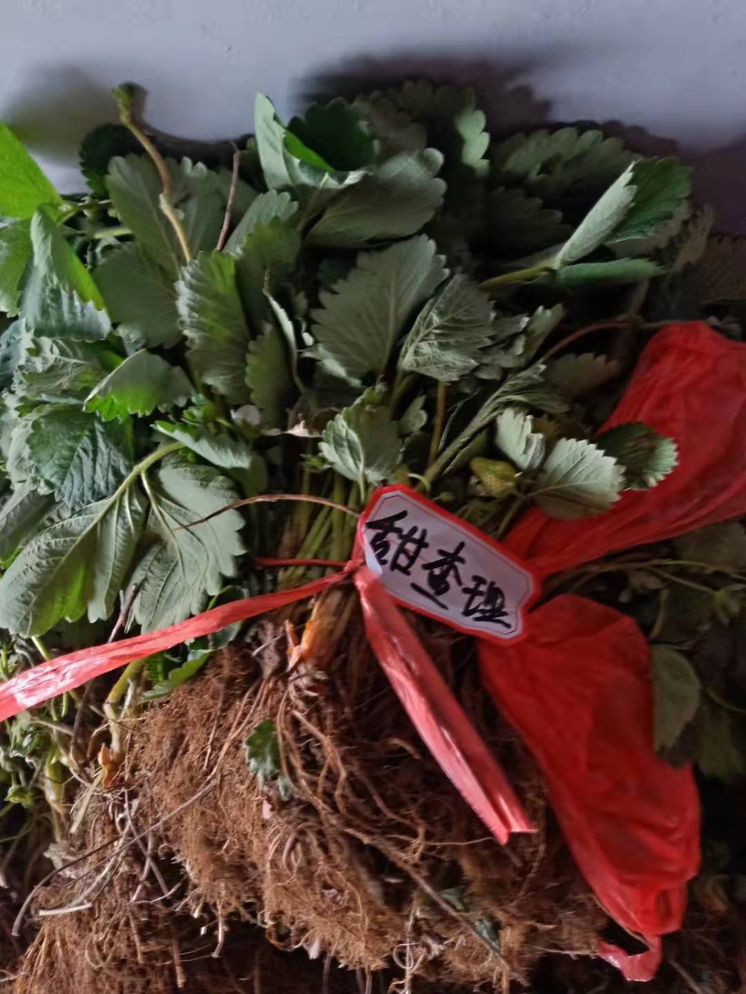 临潼日本红丰草莓苗基地