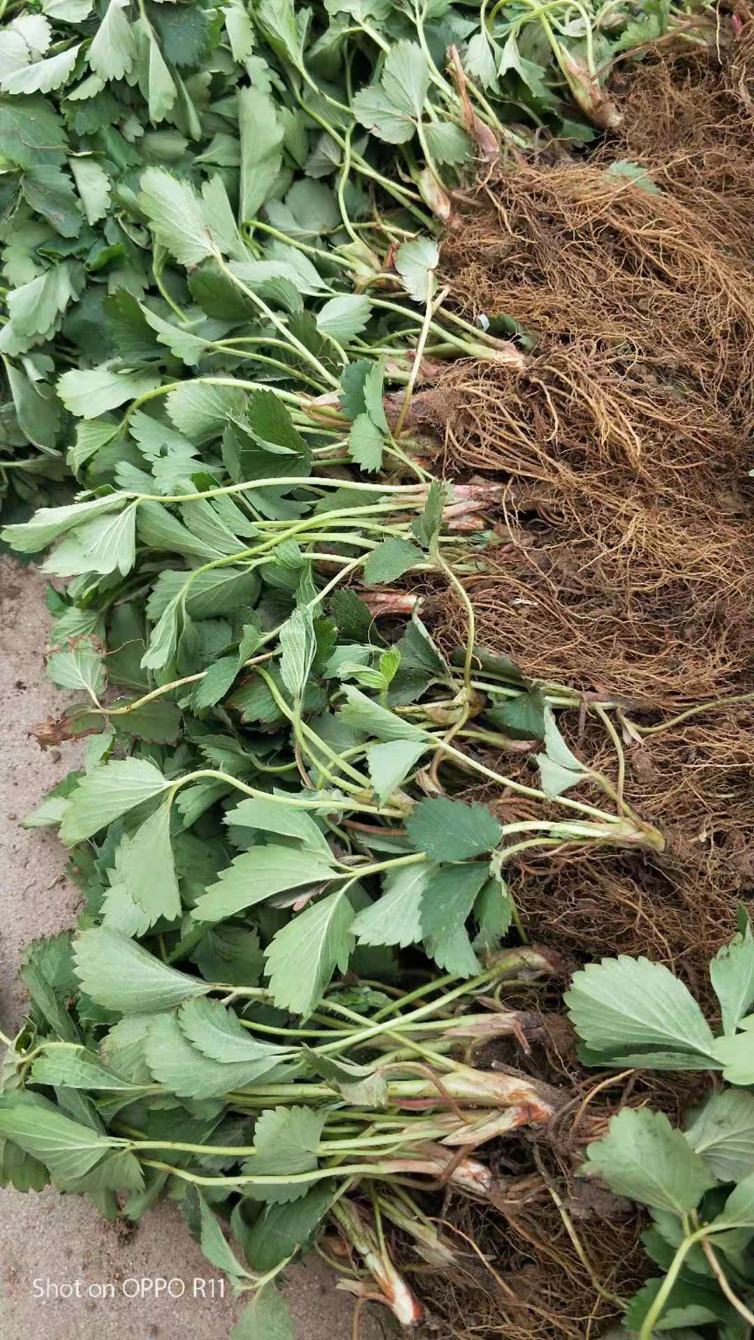 照香草莓苗品種