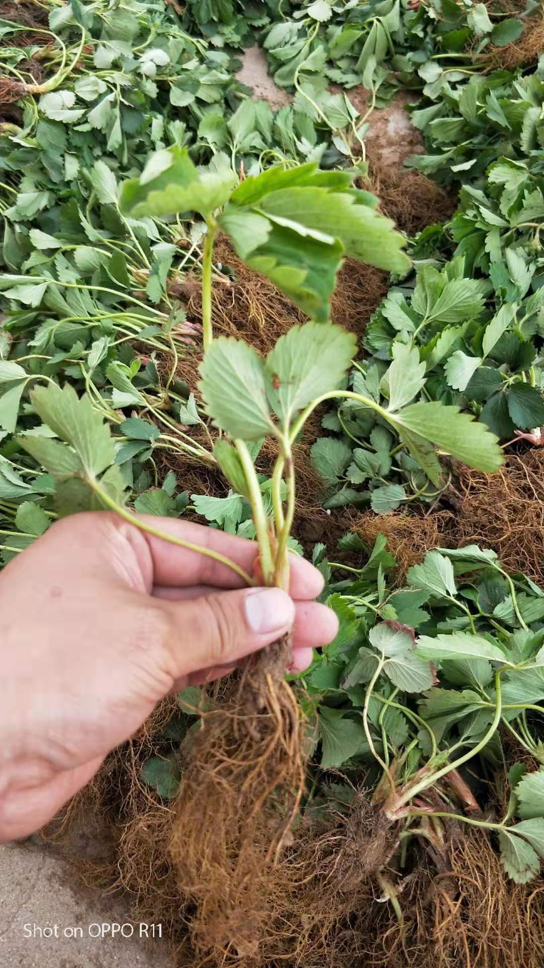 照香草莓苗種苗優(yōu)良品種