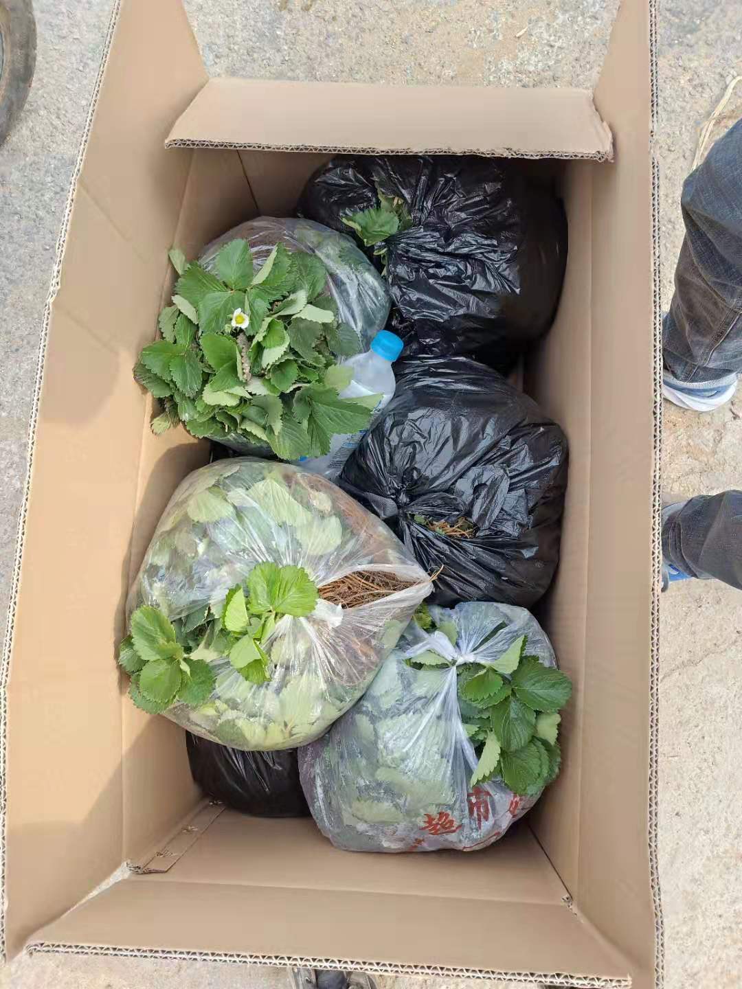 美十三草莓苗種苗品種