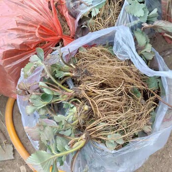 照香草莓苗品種