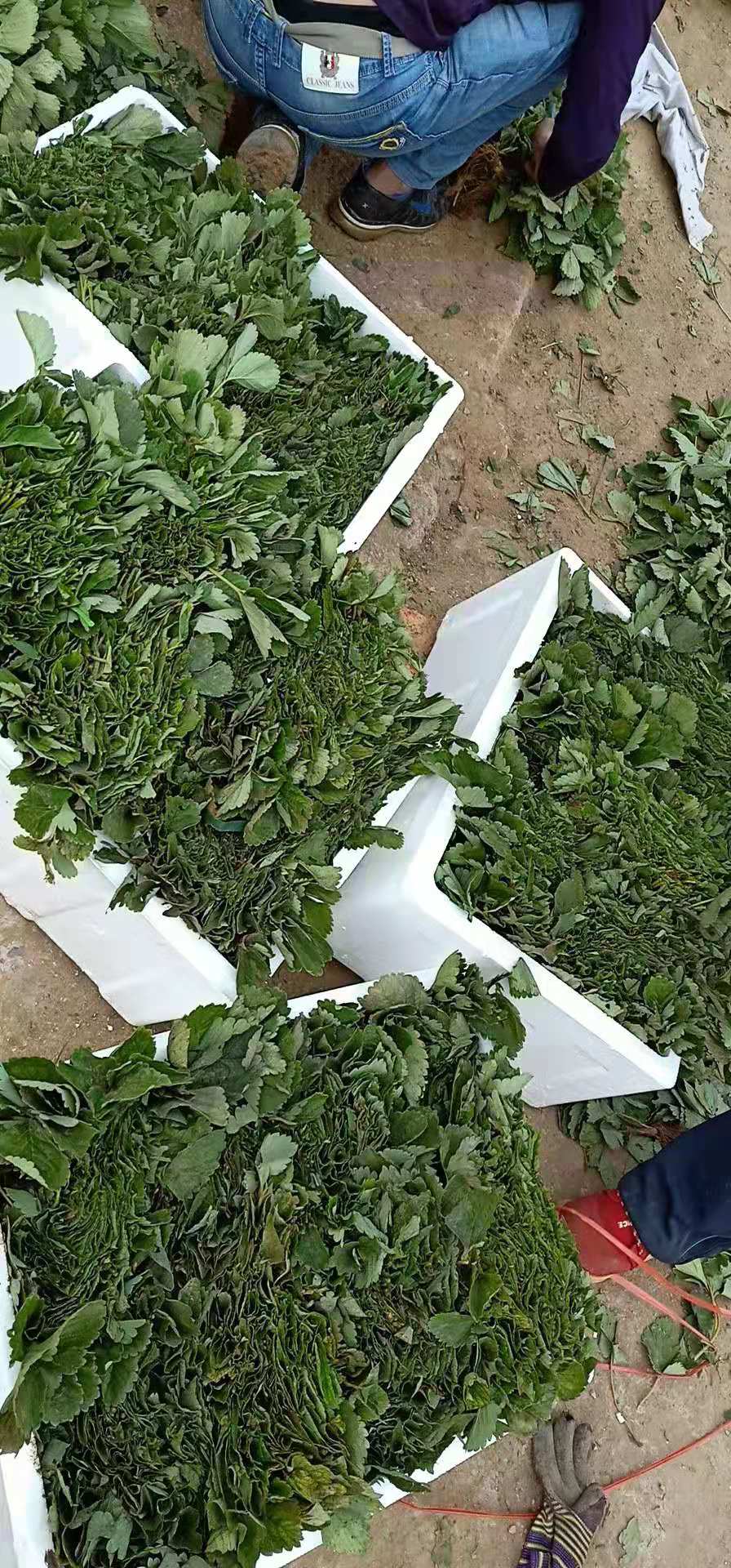 照香草莓苗種苗優(yōu)良品種
