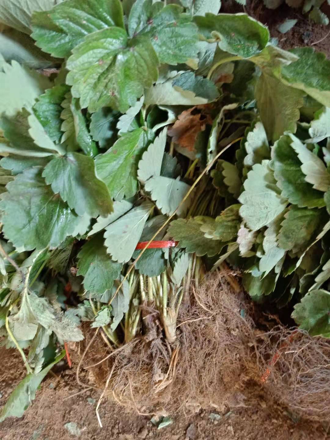 靜寶草莓苗適合大棚種植，森嘎森嘎拉草莓苗成活率高