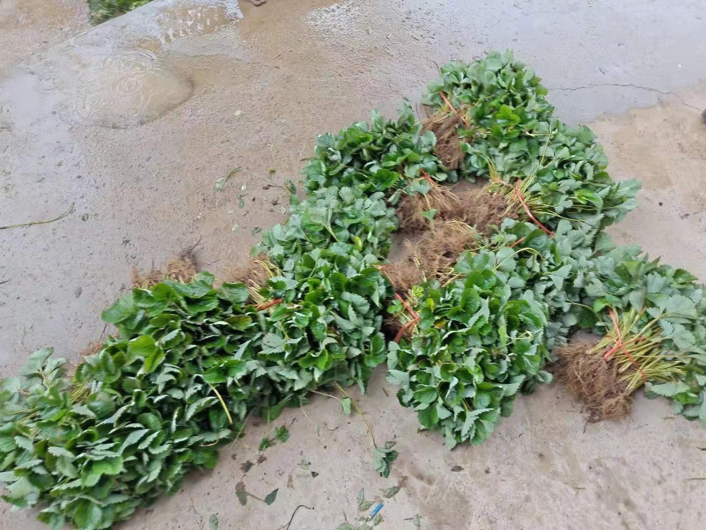 卡爾特一號(hào)草莓苗種苗種育苗注意事項(xiàng)