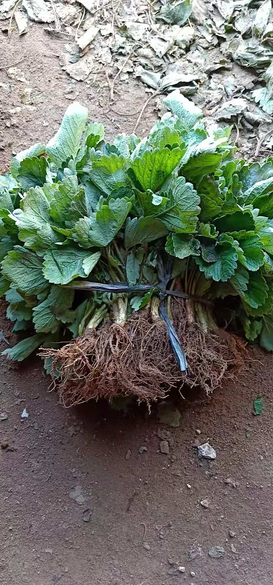 杜克拉草莓苗新品種上市，荷蘭大草莓草莓苗優(yōu)良品種