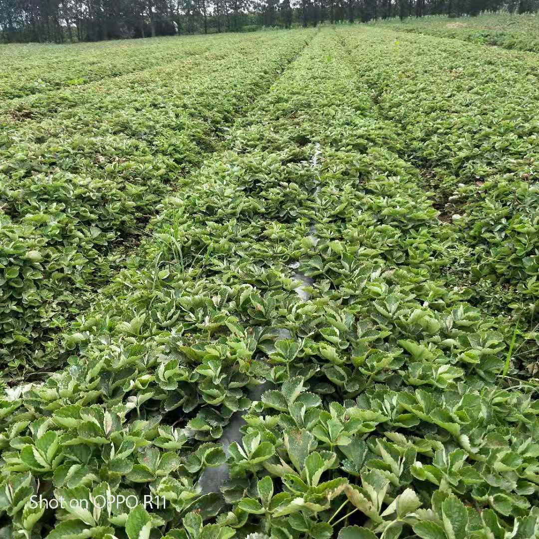 红衣草莓苗价格便宜，津美22号草莓苗种植基地